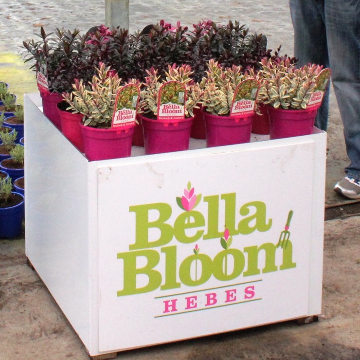 Bella Bloom Hebe Rhubarb & Custard
