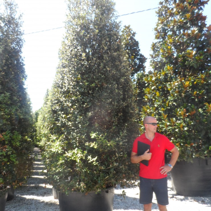 Padraig looking for large Quercus Ilex in Italy