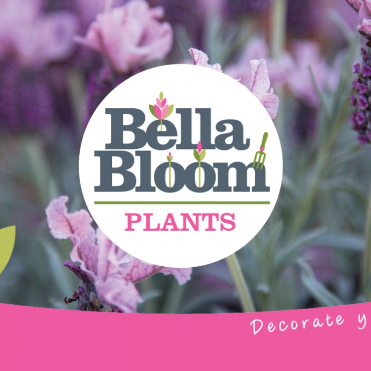 Lavender on our Bella Bloom Plants Facebook page
