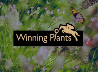 winning plants box