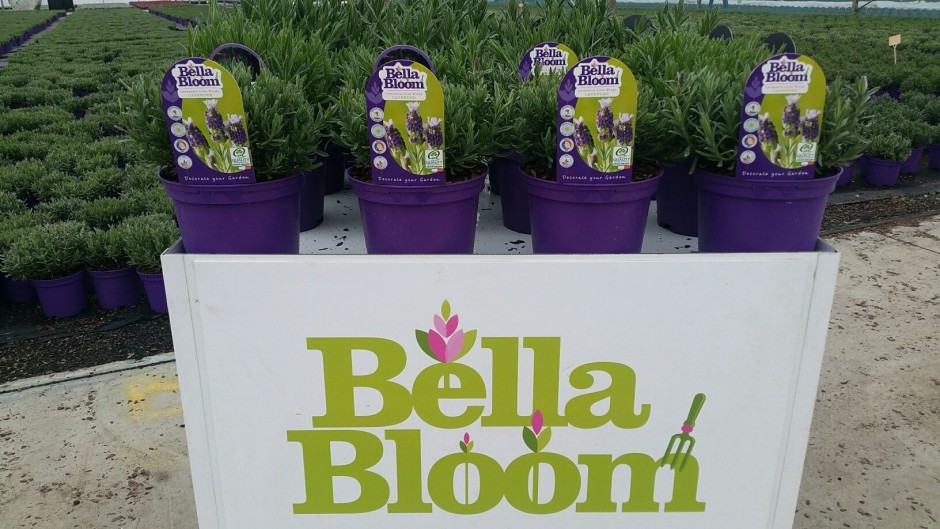 Bella Bloom Lavender