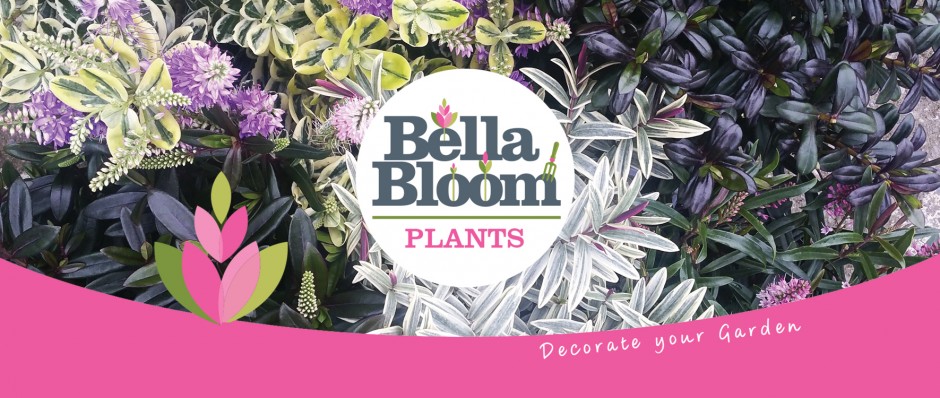 Bella Bloom Hebes 