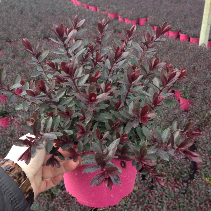 Tully Nurseries | Exclusive Hebes