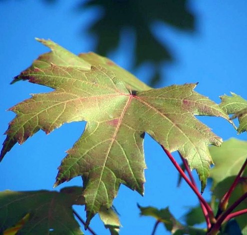 Acer freemanii Autumn Blaze 3