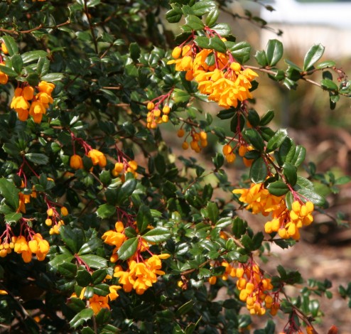 Berberis darwinii