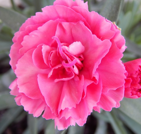 Dianthus