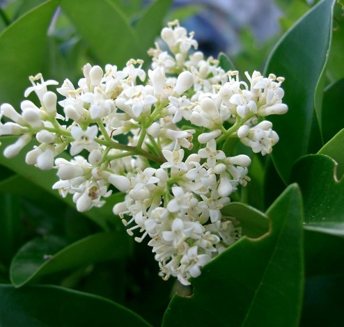 Ligustrum japonicum 04