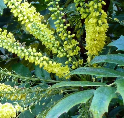 Mahonia x Charity