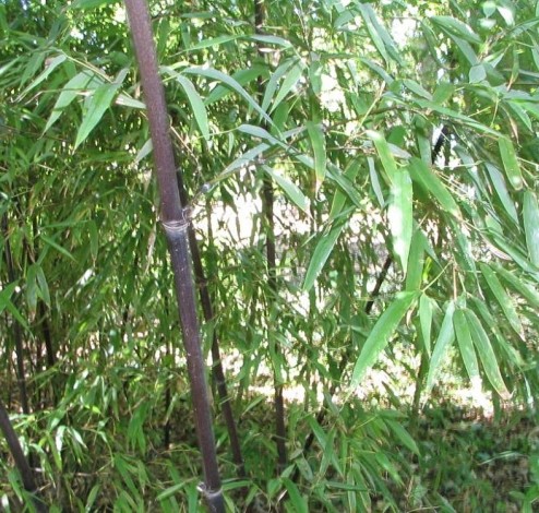 Phyllostachys nigra