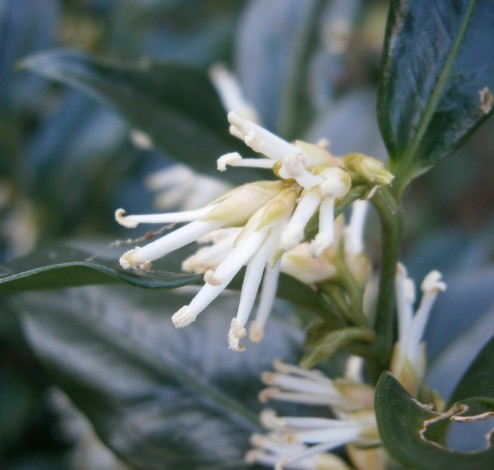 Sarcococca confusa 