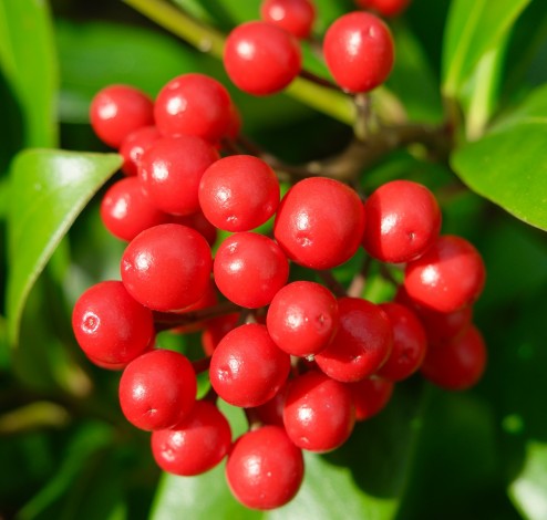 Skimmia reevesiana