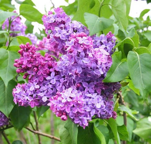 Syringa