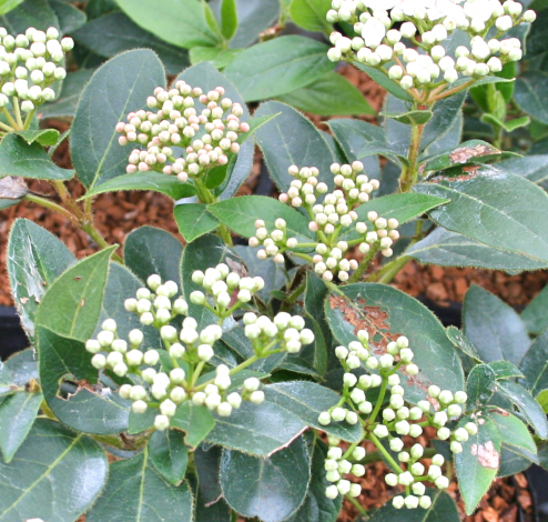 Viburnum Tinus Eve Price