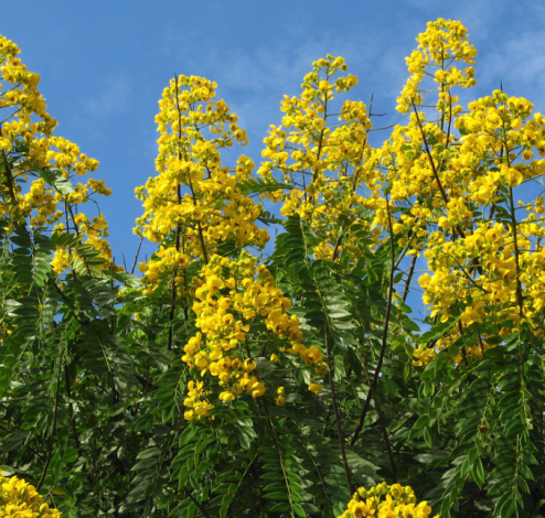 acacia dealbata2