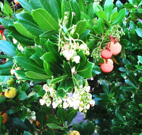 arbutus 1