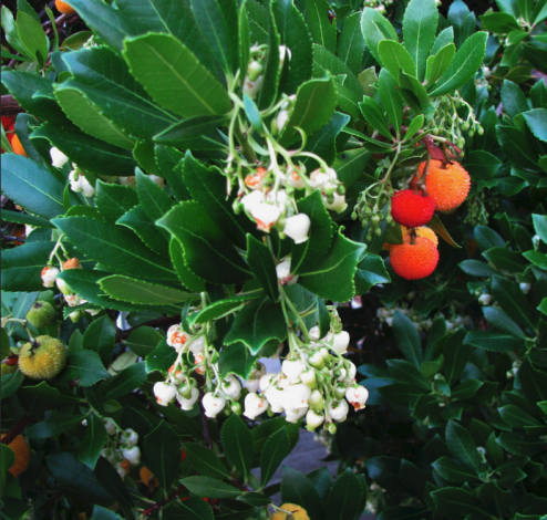 arbutus unedo