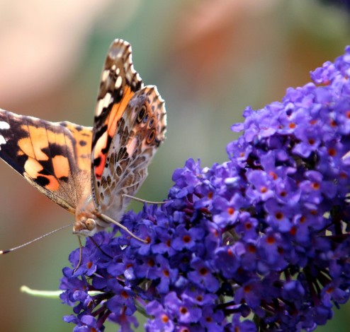 buddleia davidii