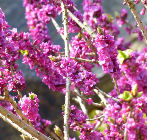 daphne mezeru rubra