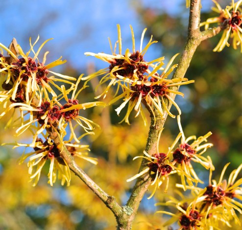 hamamelis mollis3