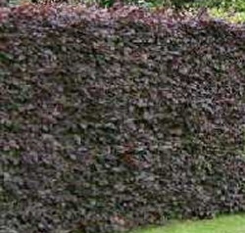 hedging purple beech