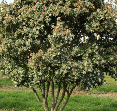 osmanthus