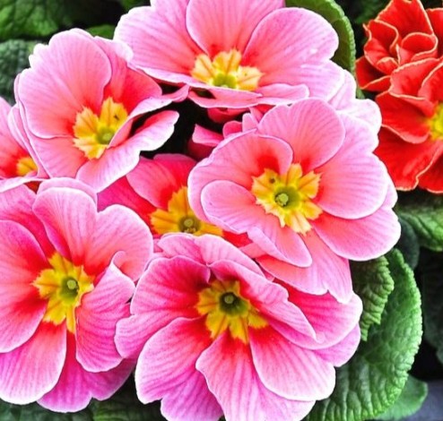 primula