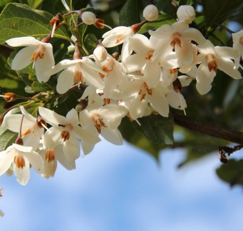 styrax